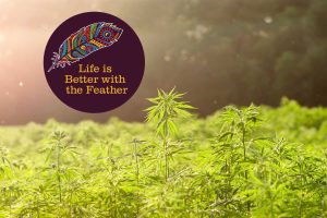 CBD American Shaman